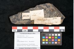 Foto (Objekt + Etikett) von Taeniopteris lomariopsis Ettingshausen (NHMW-GEO-2024-0188-10320)